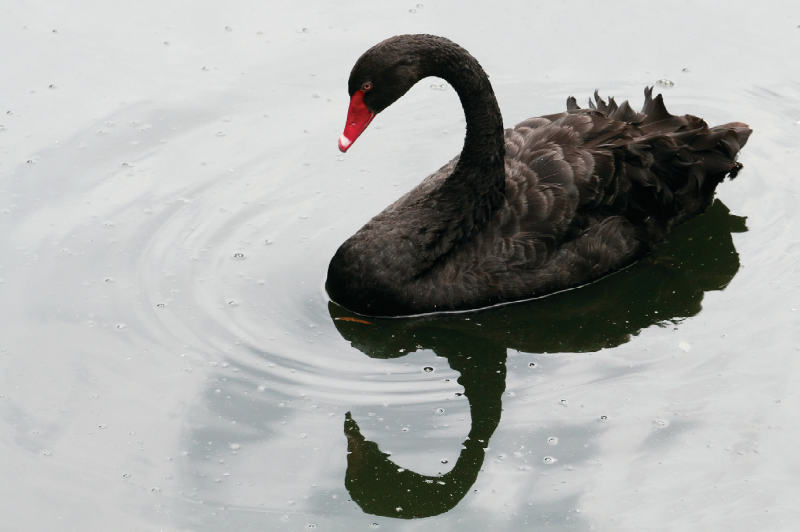 Black sea bird with red bill and its reflection on water
